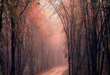 PG平台-文班亚马，新王登基的战术革命—国王如何以未来武器压制活塞体系